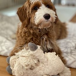 Australian Labradoodle Puppies from Cascade Canyon Labradoodles
