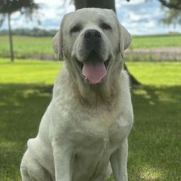 Evers - Labrador Retriever