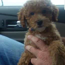 Havanese, Miniature Schnauzer, Poodle, Schnoodle, and Shihpoo Puppies from Mashburns Little Munchkins
