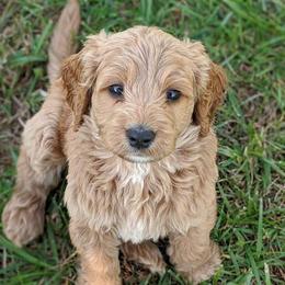 Goldendoodles from Down Home Doodles
