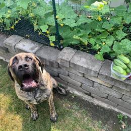 Mastiff Puppies from Mama’s Mastiffs