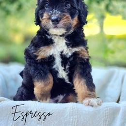 Espresso - male Australian Mountain Doodle puppy in Grand Rapids, Michigan from The Kindred K9