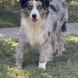 Miniature American Shepherd and Miniature Australian Shepherd All Grown Up from ShawnMarie Davis