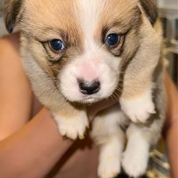 Calypso - Sable female Pembroke Welsh Corgi puppy in Toccoa, Georgia from The Grooming Barn LLC/ Wet Dog Ranch