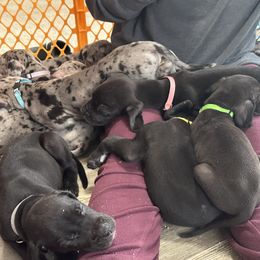 Great Dane Puppies from Skye Blue Dane Farm