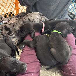 Great Dane Puppies from Skye Blue Dane Farm