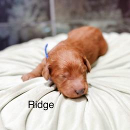 Ridge - Red  male Goldendoodle puppy in Pasco, Washington from Camp Doodle Woods