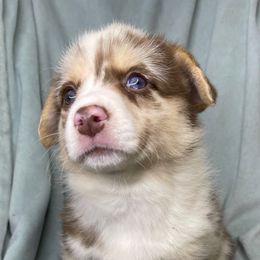 Sally - Liver and white female American Corgi puppy in Grants Pass, Oregon from KnR Antler Dogs