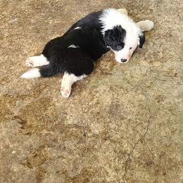 Border Collie Puppies from Beyond City Lights