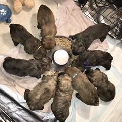 Bouvier des Flandres Puppies from Abken Bouviers