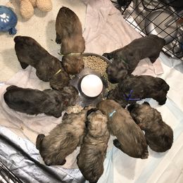 Bouvier des Flandres Puppies from Abken Bouviers
