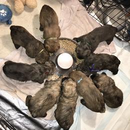 Bouvier des Flandres Puppies from Abken Bouviers