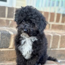 Inky - Black male Goldendoodle puppy in Gastonia, North Carolina from Crowders Creek Doodles