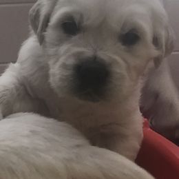 Golden Retriever Puppies from Grace N Goldens