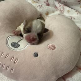 Angel - Liver and white female Shih Tzu puppy in Detroit, Michigan from Friends4everkennel LLC