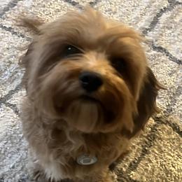 Ruby - Cavapoo