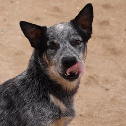 Australian Cattle Dogs and Pembroke Welsh Corgis from Socattleranch’s Corgi’s