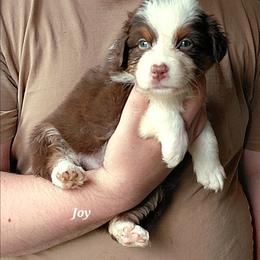 JOY - Red tri-color female Australian Shepherd puppy in Elk Creek, Missouri from Hearts on Fire Australian Shepherds