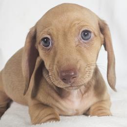 Scoops - Cream female Dachshund puppy in Sacramento, California from MiniDoxPups