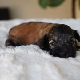 Nova - Liver female Miniature Schnauzer puppy in Montebello, California from Rod Schnauzers