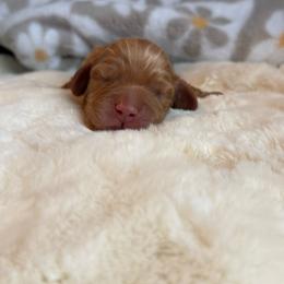 Hangman - Red male Dachshund puppy in Morristown, Tennessee from Hillside Hounds