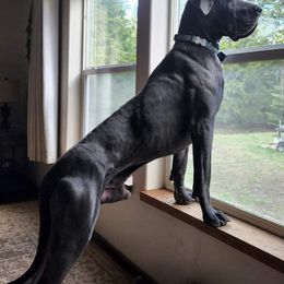 Great Danes from James Danes