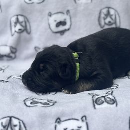 German Shepherd Puppies from Fancy GSDs