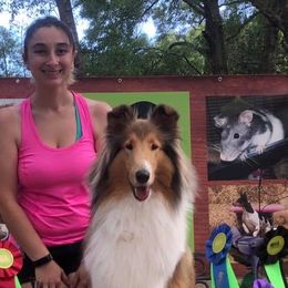 Collies from Eye Spy