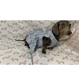 Miley - Dachshund