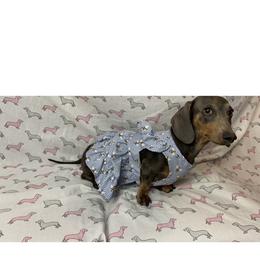 Miley - Dachshund