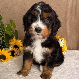 Major - Tri-color male Bernedoodle puppy in Seymour, Missouri from D and D’s Dandy Doodles