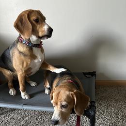 Paris - Black tan and white male Beagle puppy in Lincoln, Nebraska from Dior’s beagle adventure