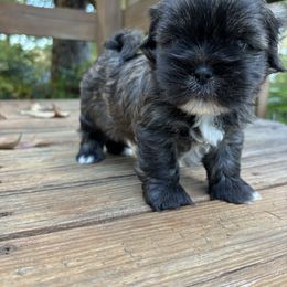 Danio - Black male Lhasa Apso puppy in Albany, Georgia from Clark's Lhasas