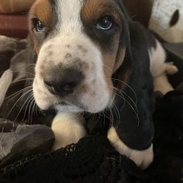 Basset Hound Puppies from Rain and Snow Bassets