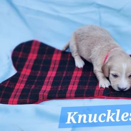 Knuckles - Cream male Dachshund puppy in Bedias, Texas from Faith & Grace Doxies