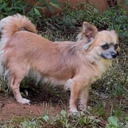 Emmi - Chihuahua