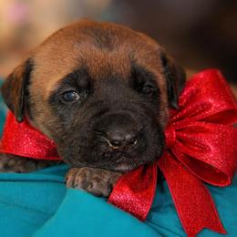 Lou Natic - Fawn male Mastiff puppy in Carthage, Missouri from Mama’s Mastiffs