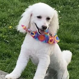 Harley - Poodle