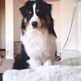 Dokken - Miniature American Shepherd
