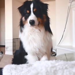 Dokken - Miniature American Shepherd