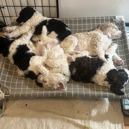 Australian Cattle Dog and Poodle Puppies from Hernwood Heelers & Poodles