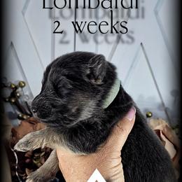 Lombardi - Blue male German Shepherd puppy in Sequim, Washington from German Shepherd Haus