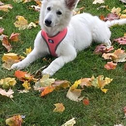 Berger Blanc Suisse Puppies from Nasha Comanda White Swiss Shepherds