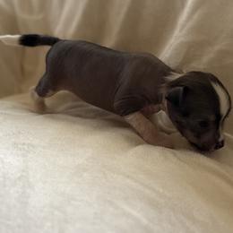 Girl 3 - Sable female Chinese Crested puppy in Worthington, Minnesota from Alvarez Chinese Crested