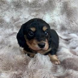 Rolo - Black and cream male Dachshund puppy in Lincoln, California from ForeversEdge Doxies