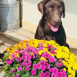 Freya - Labrador Retriever