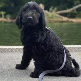 Goldendoodle Puppies from Welch’s Goldendoodles