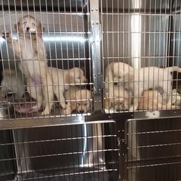 Golden Retriever Puppies from David Cearlock's Golden Retrievers