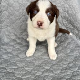 Girl 2 - Red female Border Collie puppy in Centerville, Washington from Forthright Farms