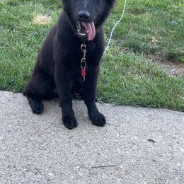 German Shepherd Puppies from Von Der Havier German Shepherds